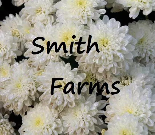 200+ Seeds White Chrysanthemum Flowers Mums FREE SHIPPING - £5.73 GBP