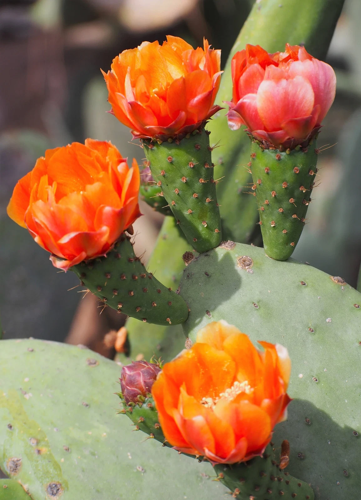 10 Orange PRICKLY PEAR CACTUS Nopal Indian Fig Opuntia Ficus-Indica Frui... - $10.11