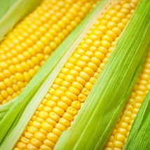 USA SELLER Golden Bantam Sweet Corn Seeds Organic Nontreated Seed Fresh New - £14.48 GBP