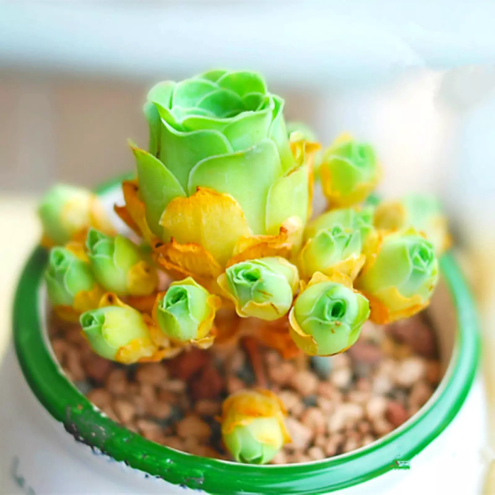 Lithops bonsai SS0067 Living Stones Flower Succulent Cactus Rare Succule... - $10.63