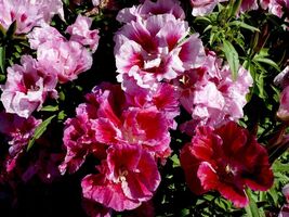 Godetia Dwarf Double Azalea Mix, Satin Flower, Cooler Climates, FREE SHI... - €1,36 EUR+