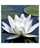 Paper+Design Flower Print Luncheon Napkins - Water Lily - £25.80 GBP