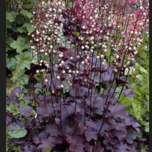  PALACE PURPLE HEUCHERA / CORAL BELLS  Flower 50  Seeds  - £7.84 GBP