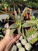 Aloe Hybrid Christmas Carol 4&quot; Pot Live Plant - £11.06 GBP
