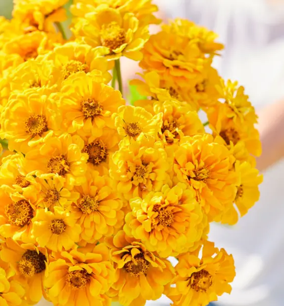 Zinnia Golden State Double Blooms Cut-Flowers Butterflies Non-Gmo 100 Seeds Gard - £5.97 GBP