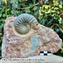 2.75&quot; Rare Scunthorpe Ammonite Fossil – Asteroceras obtusum, Sinemurian, - $589.73