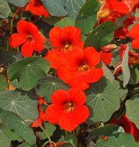 Nasturtium Seeds Empress Of India 30 Ct Flower  ANNUAL WILDFLOWER - $9.50
