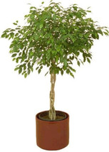 SKMO 30 Ficus Tree Bodhi Tree Sacred Fig Bo Tree Pipal Ficus Religiosa Seeds - £13.43 GBP