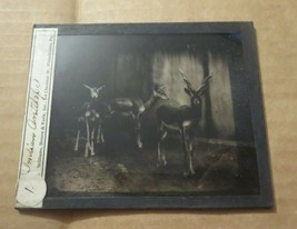 Rare Williams Brown Earle Magic Lantern glass slide set of 23 FOREIGN ANIMALS - £36.56 GBP