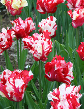 10 bulbs - Tulip parrot Estella Rynveld Flower 12/+cm - £23.31 GBP