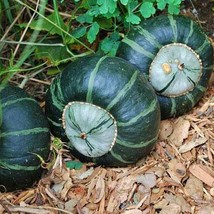 Burgess Buttercup Winter Squash Garden USA Fast Shipping - $18.36