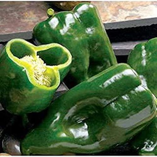 PM Tiburon F1 Hybrid Hot Pepper Seeds (60+ Seed Package) - $3.98