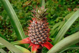 Ananas comosus - Florida Special Pineapple Live Plant - Home and Gardening - £34.59 GBP