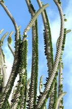 Madagascar Ocotillo, Alluaudia procera  African Didierea succulent seed 5 SEEDS - £7.18 GBP