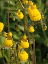 25 Calceolaria Goldcap Flower Seeds Slipper Flower Pocketbook Plant From US  - $8.35