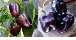 500 Purple Beauty Pepper Bell Pepper Seeds Garden Seeds Free Ship - $33.99