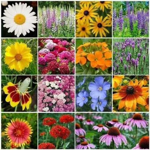 Wildflower Mix All Perennial Pollinator 1000 Fresh Seeds for Planting - £12.50 GBP