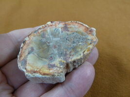 R805-25) genuine fossil Petrified Wood slice specimen Madagascar organic... - $15.99