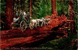 Vtg Postcard 1910s California Fallen Monarch Sequoia Horse &amp; Cart Ed Mitchell - £10.50 GBP