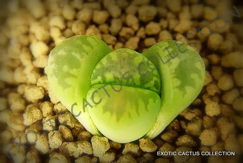 LITHOPS OTZENIANA | rare mesembs exotic succulent living stones cactus 3... - $308.20 MXN