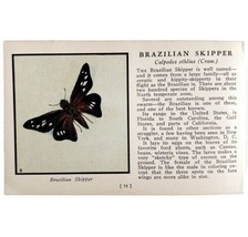 Brazilian Skipper Butterfly Print 1934 America Antique Insect Art PCBG14A - £15.61 GBP