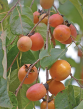 5 Pc Seeds American Persimmon Plant, Diospyros virginiana Seeds for Planting |RK - £15.06 GBP