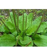 100+ Organic Broadleaf Plantain Seeds ~ Plantago major *Free US shipping* - $4.95