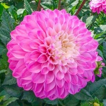 25 Princess Gracias Dahlia Seed Flower Perennial Flower Seed Flower Fres... - $8.48
