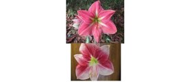 SR 15 Amaryllis seed Terra Cotta Star X Exception dried refrigerated Hip... - $25.90