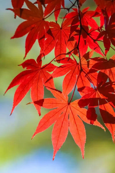 10 Red Japanese Maple Tree Bloodgood Ornamental Acer Palmatum Seeds Garden - £6.68 GBP