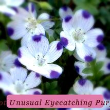 Top Quality Five Spot Unusual Eyecatching Purple Flower 125 Seeds - $39.10 MXN