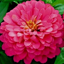 300 Seeds Zinnia &quot;Luminosa&quot; 4-5&quot; Pink Blooms - £13.18 GBP