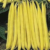 Stringless Golden Yellow Wax Bean Organic Seed Most Popular Yellow Wax Bean Vari - £7.95 GBP