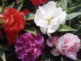 25 Fresh Seeds Impatiens Tom Thumb Mix Flower - £4.70 GBP