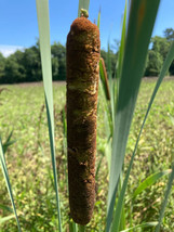 3 Cattail Plants - Live Plants - FREE SHIPPING - £11.65 GBP