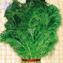 Reable Fennel Vegetable Organic Seeds 100 Seeds Foeniculum Valgare Mill Chinese  - £8.50 GBP