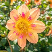 25 Kelsey Ann Dahlia Perennial Flowers Seeds Flowering Bloom US Fast Shi... - €7,68 EUR