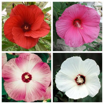 Seeds 25 Mixed Luna Hibiscus Moscheutos Hardy Red Hot Pink Pink &amp; White Swirl Se - £21.18 GBP
