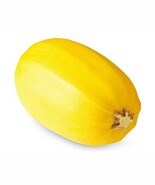 LWK Fresh Spaghetti Squash Seeds Heirloom Alcayota Winter Squash 10 Seed... - $218.01 MXN