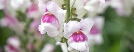 50 seeds Snapdragon Antirrhinum Lipstick Silver Bi Color Quick Bloom Formula - $9.90