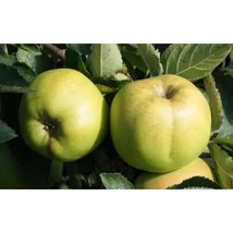 25+ Rhode Island Greening Apple Seeds | Heirloom Baking Variety - $16.50