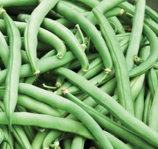 Tendergreen Improved Green Bush Bean Seeds | Heirloom | Organic FRESH - $11.71