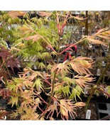 Acer Palmatum Peve Multicolor Japanese Maple Live Plant 8 Inch Tall 1 Ye... - €630,33 EUR