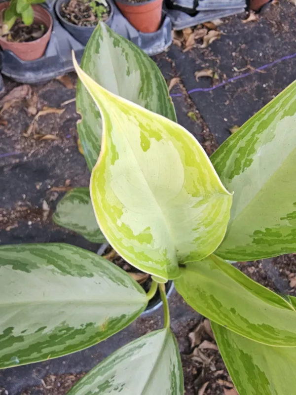 Aglaonema Silver Bay Live Plant Chinese Evergreen In 4” Pot S_S - £26.68 GBP