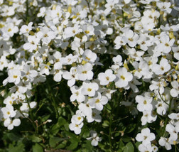 Arabis Wall Rock Cress White Arabis Alpina Caucasica  100 Seeds From US - $12.55