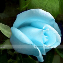 50 Seeds F1 Light Blue Rose Plant Seed 50 Seeds - $7.99