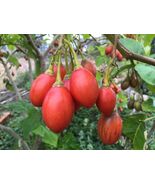 Solanum betaceum seeds Tamarillo tree tomato blood fruit  tomate de yuca - $135.37 MXN+