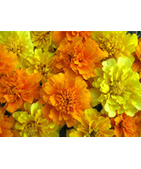 1/4 Oz Mixed Marigold Seeds French Farm Mix French Marigolds 3000Ct Fast... - $16.50