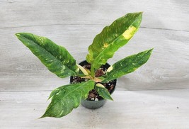 VP Variegated Philodendron Narrow Ring Of Fire In 3&quot; Pot - £14.24 GBP