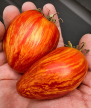 20 Striped Roma Tomato Seeds #089E From US - £6.74 GBP